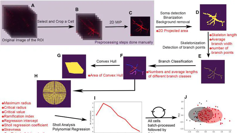 Automated morphometric analysis with SMorph software reveals plasticity induced by antidepressant therapy in hippocampal astrocytes