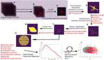 Automated morphometric analysis with SMorph software reveals plasticity induced by antidepressant therapy in hippocampal astrocytes