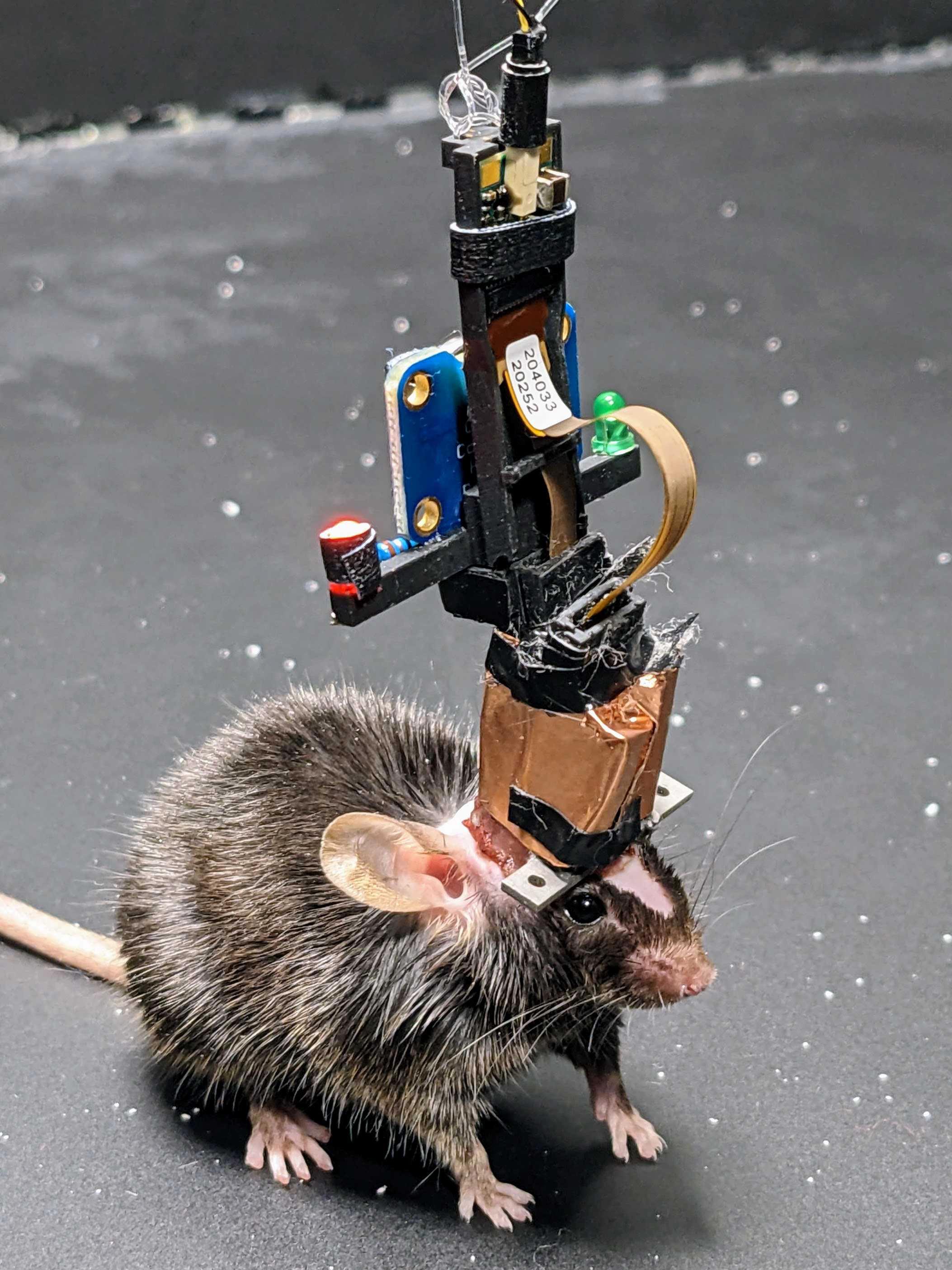 Chronic Recoverable Neuropixels in Mice | Open Neuroscience