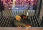 GuPPy, a Python toolbox for the analysis of fiber photometry data