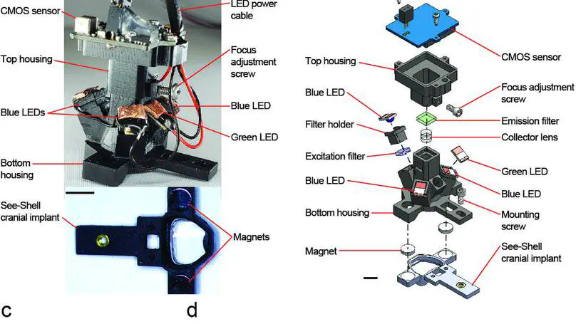 Head-Mounted Mesoscope