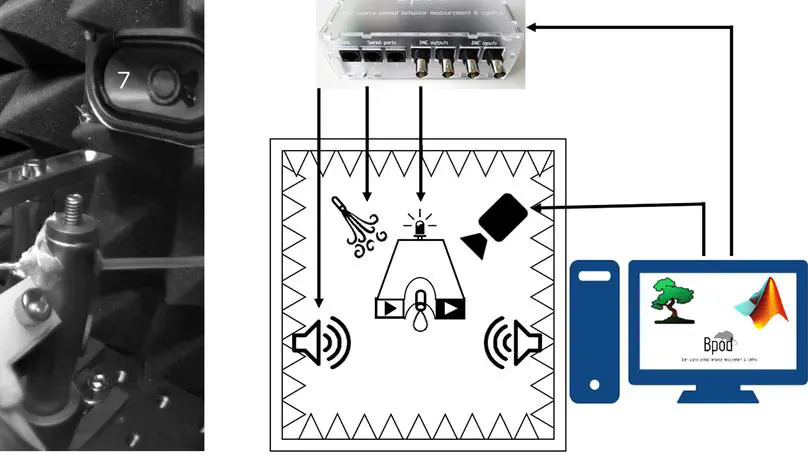 Open Source Tools for Temporally Controlled Rodent Behavior Suitable for Electrophysiology and Optogenetic Manipulations